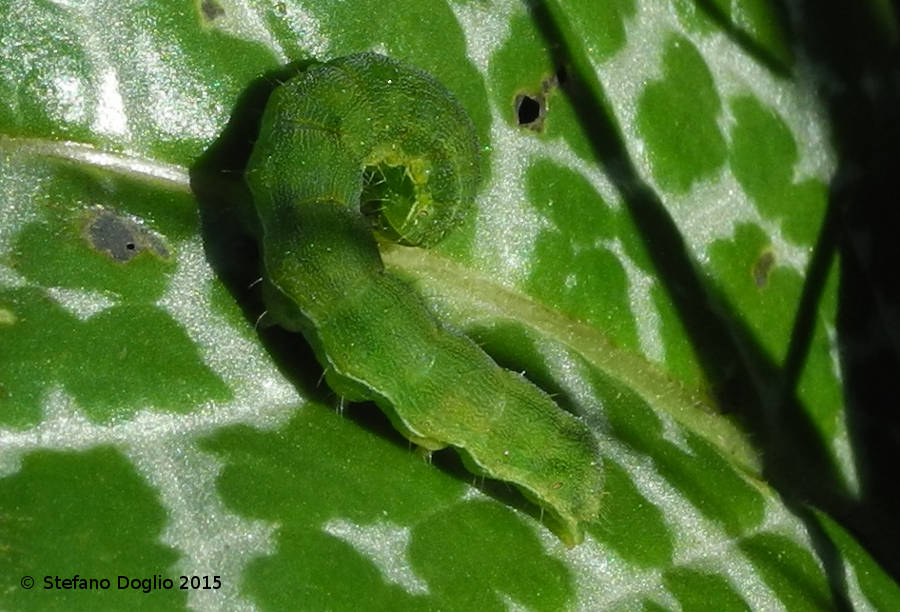 Acronicta (Viminia) rumicis e una Noctuidae Heliothinae